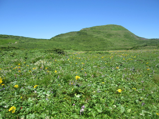 トウゲブキ群生と焼石岳
