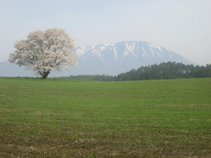 雫石一本桜