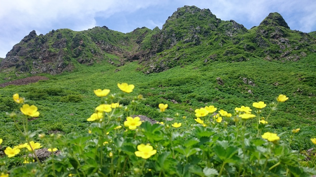 キンポウゲと岩峰640