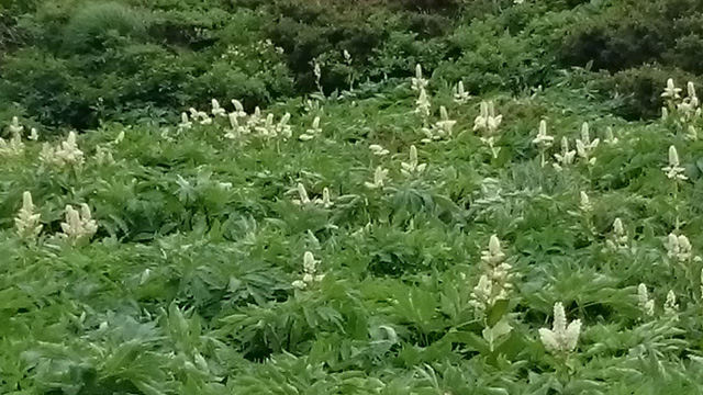 コバイケイソウ640
