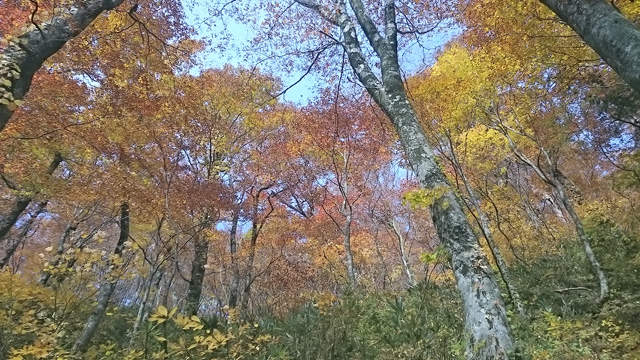 白神岳のブナの黄葉