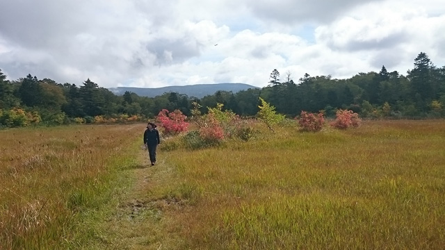 八幡平を背にベコ谷地を行く640