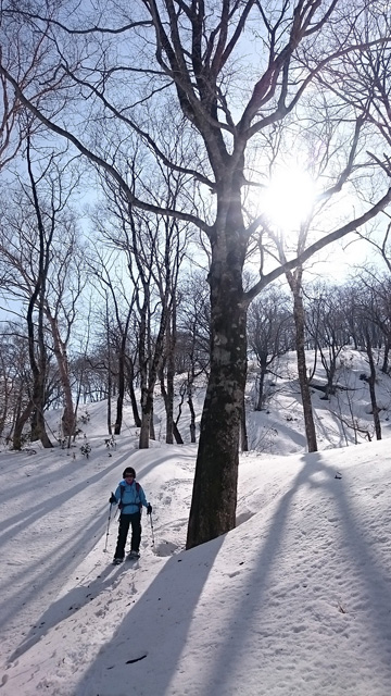 ブナの森を下山640