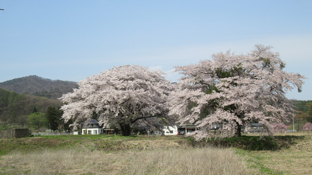 石ヶ森と満開の桜640