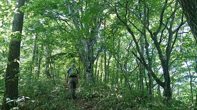 緑の道640