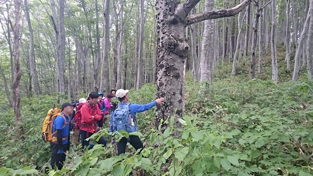 ブナの肌はスベスベです640