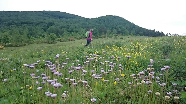 富士見平の花畑640