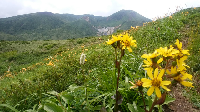 タヶブキと秋田駒640