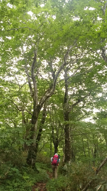 ブナの道360