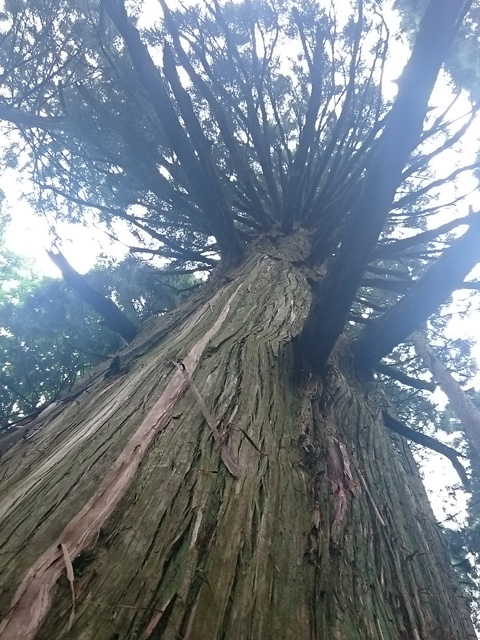一本杉480