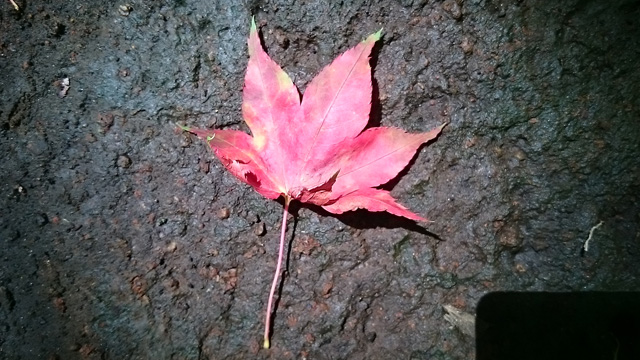 気の早い紅葉640