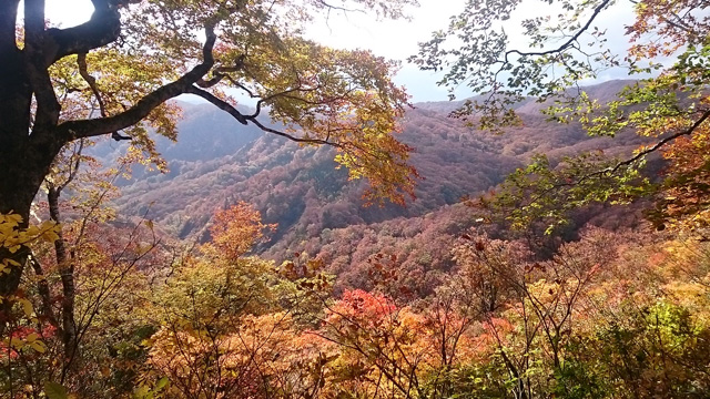 女神の紅葉640