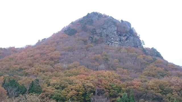ゴリラの横顔　ゴリラ山640