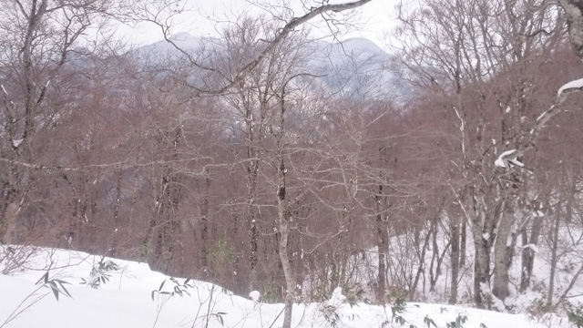 箱ヶ森、赤林640