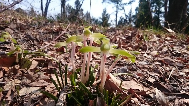 シュンランたち