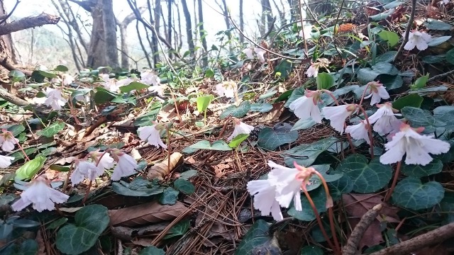 イワウチワたち640