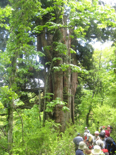 640千年姥杉