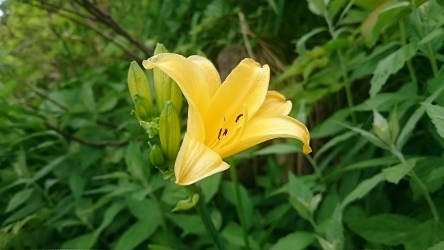 今シーズン初のニッコウキスゲ640