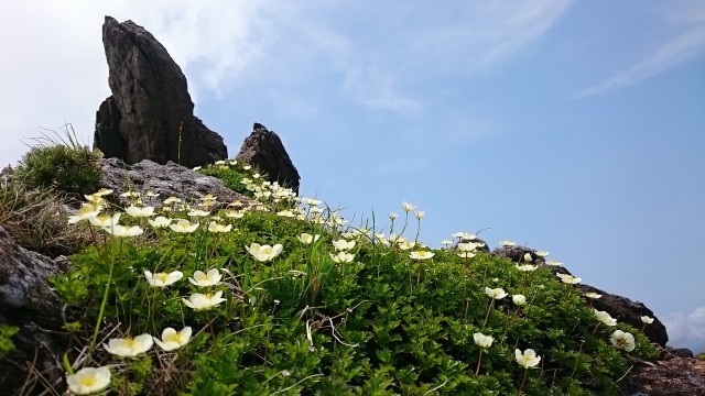早池峰山頂岩場とチングルマ640