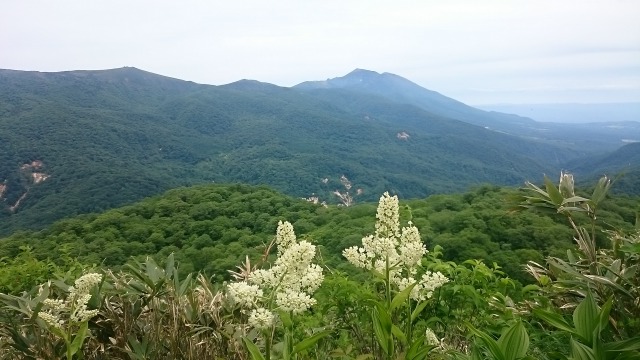 コバイケイソウと岩手山640