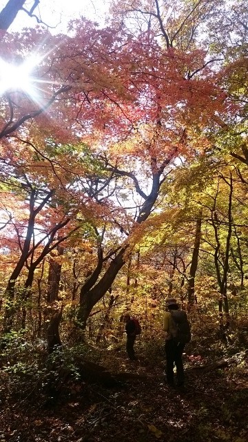 紅葉の中を行く640