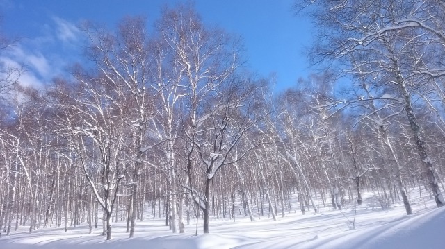 平庭高原シラカバ林640