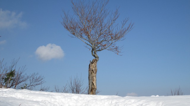 山頂の一本木640