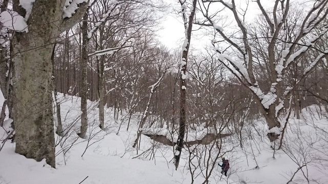 ブナの森を行く640