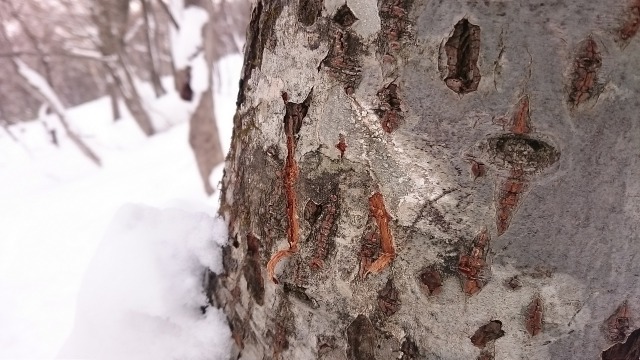 七滝クマの爪痕640