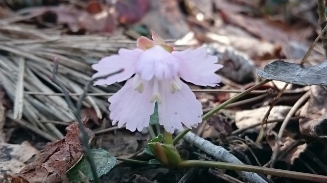 0403万寿イワウチワ640