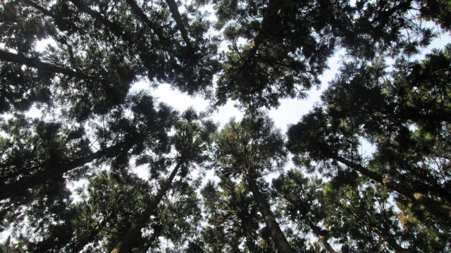 0421高洞杉林640