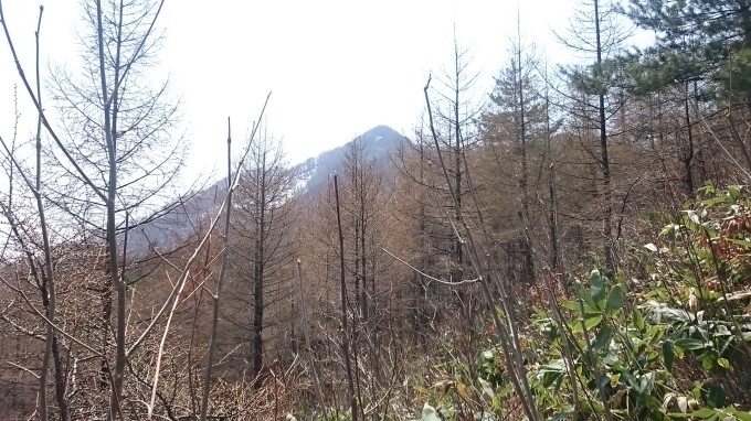 0426猫の背東根の峰640