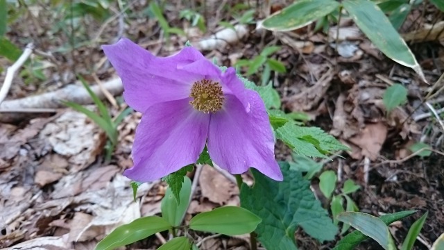 0509鞍掛山アオイ640