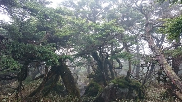 0510五葉山コメツガの奇木640
