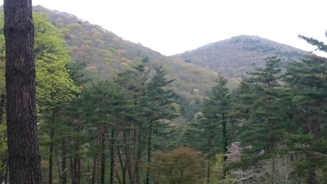 0509鞍掛山を見上げて640