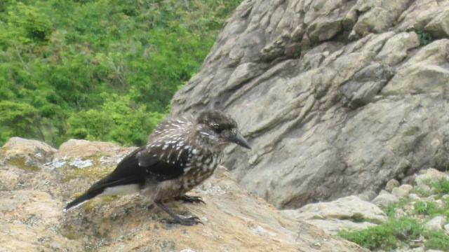 ホシガラス　早池峰の岩場で