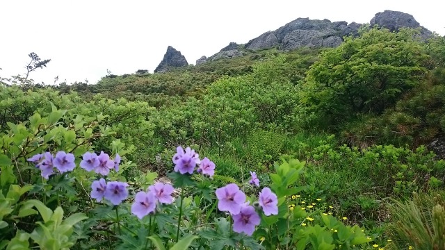 0606鶏頭山１