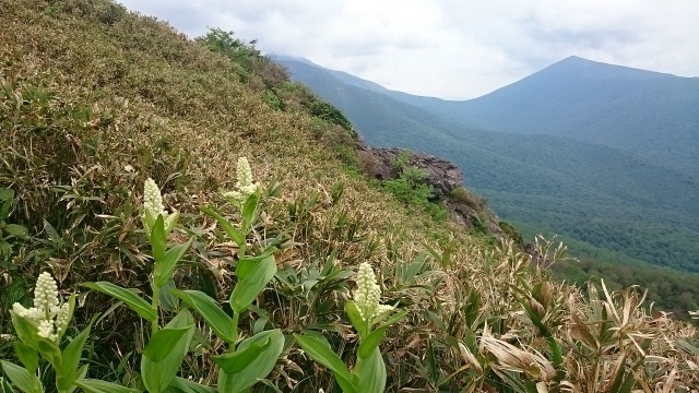 0606鶏頭山４