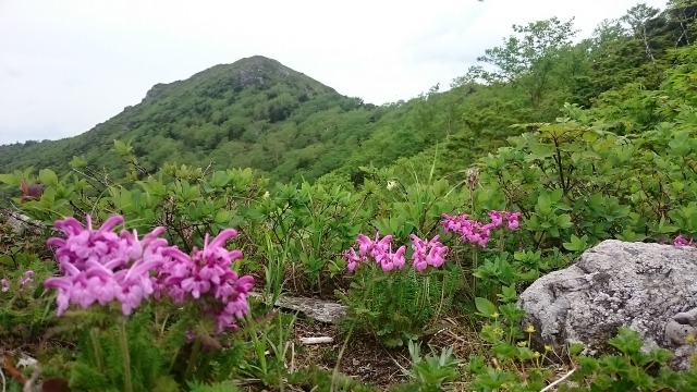 0606鶏頭山２