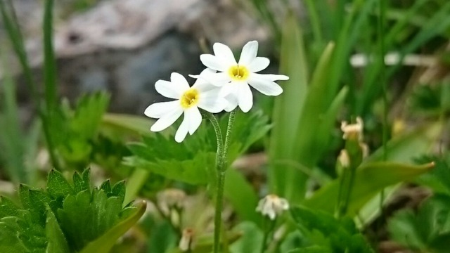 0606鶏頭山５