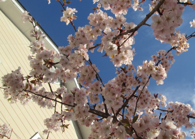 我が家の桜満開640