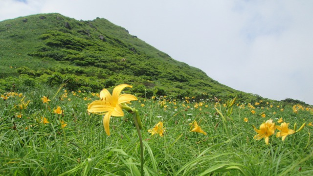 男岳の斜面とニッコウキスゲ640