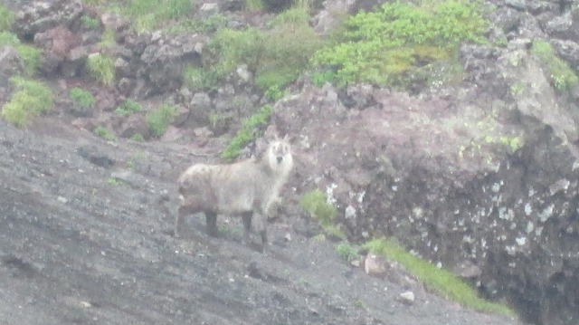 岩手山頂上直下のカモシカくん640