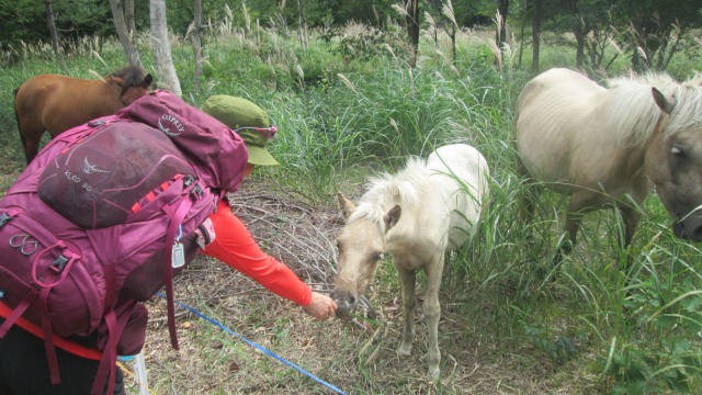 焼野の馬と640