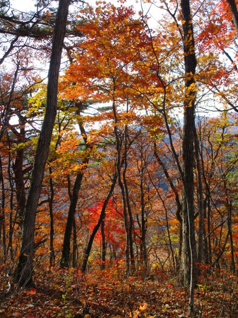 女助山の紅葉640