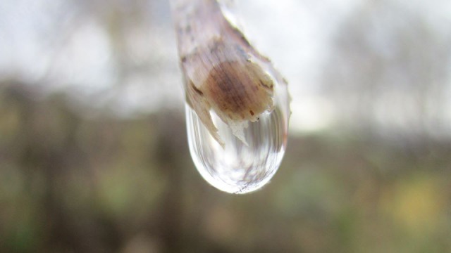 空から降りた雨水の天使640