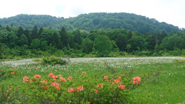 大谷地のワタスゲとレンゲツツジ640