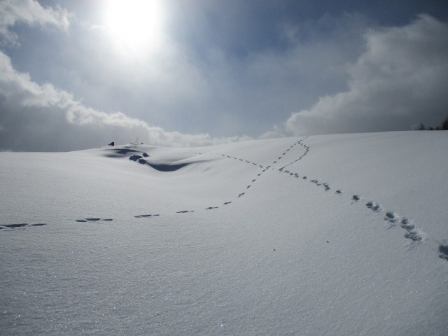 2021焼走り雪原640 (3)