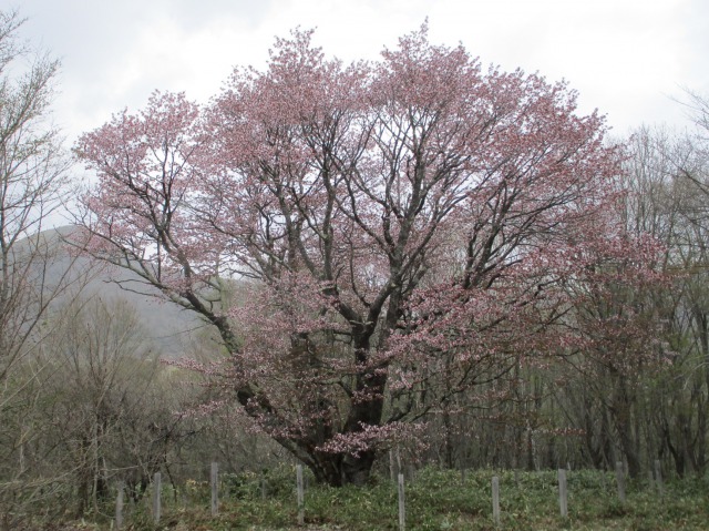 0509七時雨山640 (3)