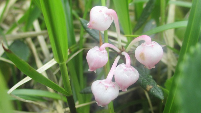 0711秋田八幡平縦走640 (1)